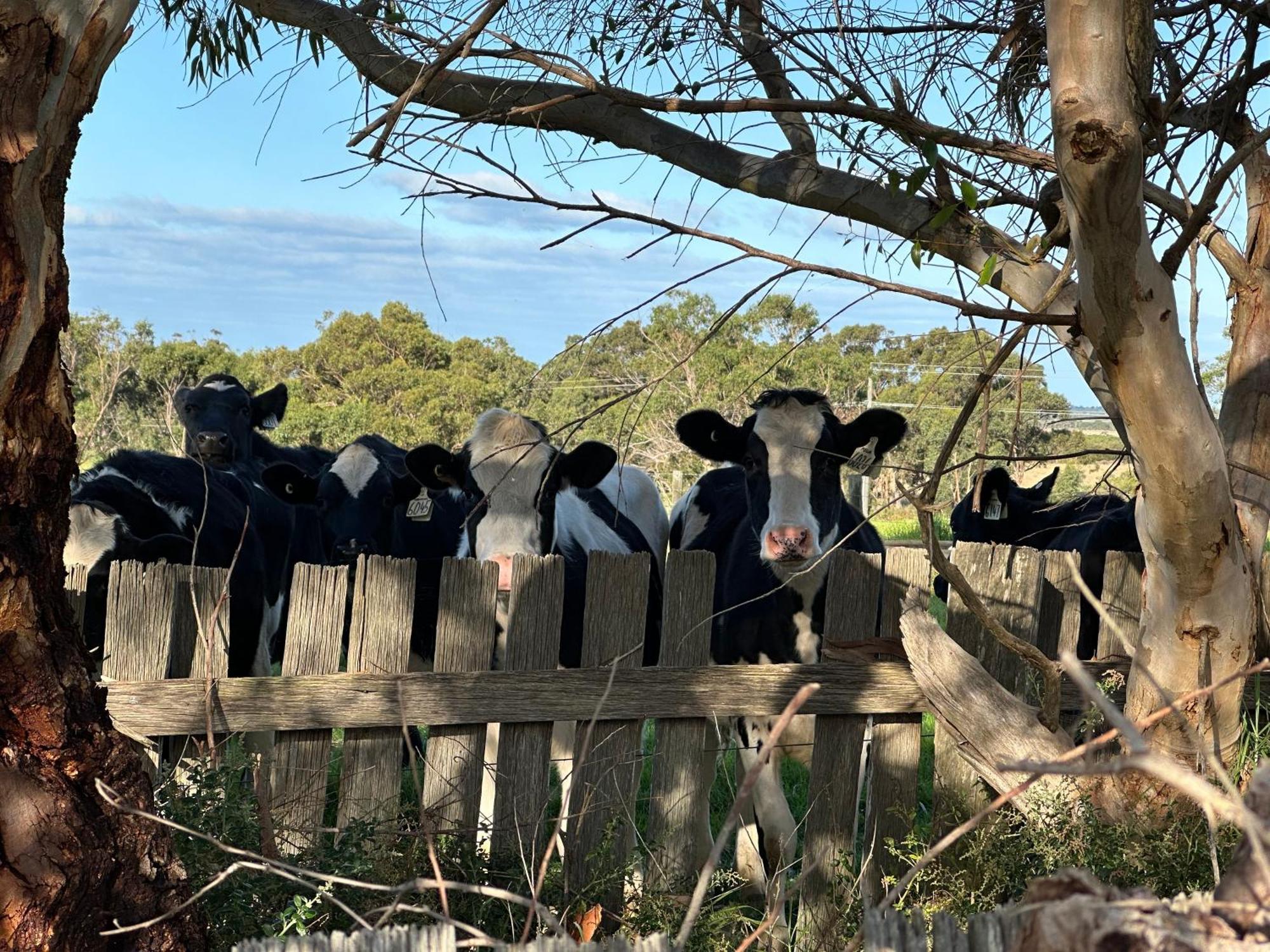 Bush Retreat Farm Stay 2 Bedroom Guest Suite Gelliondale Esterno foto